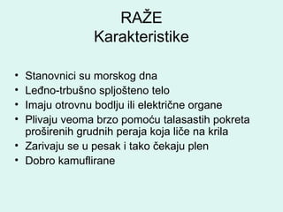 RAŽE
Karakteristike
• Stanovnici su morskog dna
• Leđno-trbušno spljošteno telo
• Imaju otrovnu bodlju ili električne organe
• Plivaju veoma brzo pomoću talasastih pokreta
proširenih grudnih peraja koja liče na krila
• Zarivaju se u pesak i tako čekaju plen
• Dobro kamuflirane
 