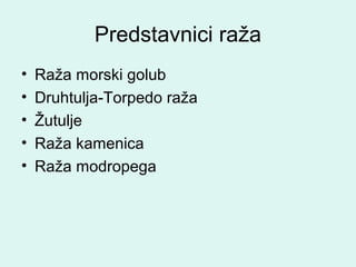 Predstavnici raža
• Raža morski golub
• Druhtulja-Torpedo raža
• Žutulje
• Raža kamenica
• Raža modropega
 