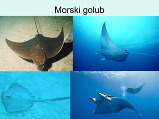 Morski golub
 