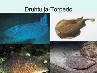 Druhtulja-Torpedo
 
