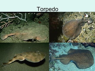 Torpedo
 