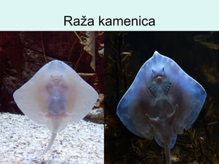 Raža kamenica
 