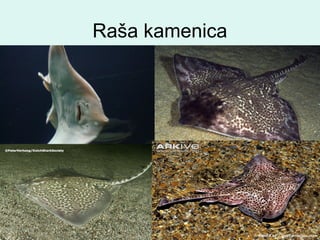Raša kamenica
 