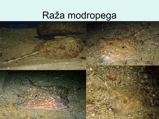 Raža modropega
 