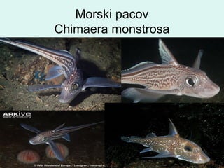 Morski pacov
Chimaera monstrosa
 