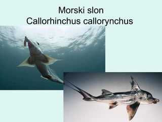 Morski slon
Callorhinchus callorynchus
 