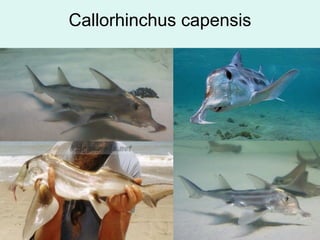 Callorhinchus capensis
 