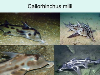 Callorhinchus milii
 