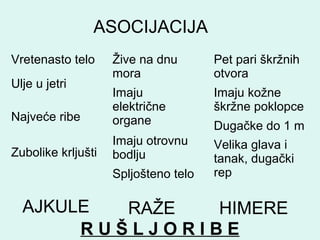 AJKULE
Vretenasto telo
Ulje u jetri
Najveće ribe
Zubolike krljušti
Žive na dnu
mora
Imaju
električne
organe
Imaju otrovnu
bodlju
Spljošteno telo
ASOCIJACIJA
Pet pari škržnih
otvora
Imaju kožne
škržne poklopce
Dugačke do 1 m
Velika glava i
tanak, dugački
rep
RAŽE HIMERE
R U Š L J O R I B E
 
