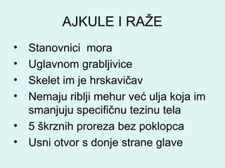 AJKULE I RAŽE
• Stanovnici mora
• Uglavnom grabljivice
• Skelet im je hrskavičav
• Nemaju riblji mehur već ulja koja im
smanjuju specifičnu tezinu tela
• 5 škrznih proreza bez poklopca
• Usni otvor s donje strane glave
 