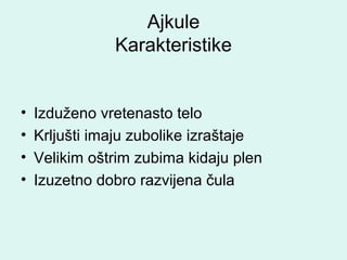 Ajkule
Karakteristike
• Izduženo vretenasto telo
• Krljušti imaju zubolike izraštaje
• Velikim oštrim zubima kidaju plen
• Izuzetno dobro razvijena čula
 