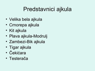 Predstavnici ajkula
• Velika bela ajkula
• Crnorepa ajkula
• Kit ajkula
• Plava ajkula-Modrulj
• Zambezi-Bik ajkula
• Tigar ajkula
• Čekićara
• Testerača
 