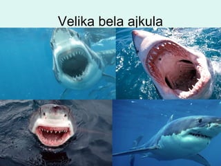 Velika bela ajkula
 