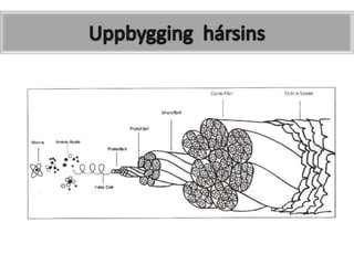 Hárstraid uppbygging | PPTX