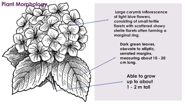 Hydrangea Macriphylla