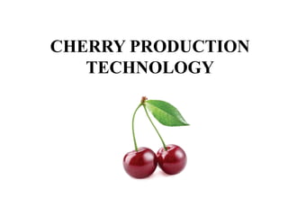 CHERRY PRODUCTION
TECHNOLOGY
 
