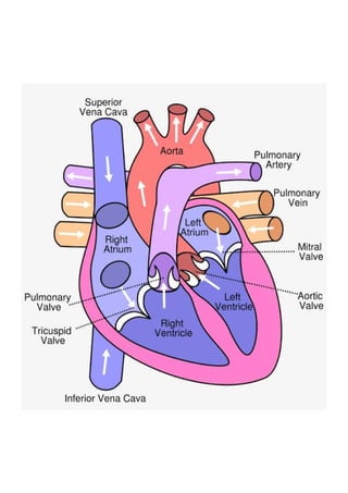 Heart sounds in short ppt