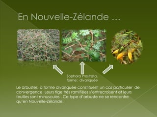 Sophora Prostrata,
forme: divariquée

Le arbustes à forme divariquée constituent un cas particulier de
convergence. Leurs tige très ramifiées s’entrecroisent et leurs
feuilles sont minuscules . Ce type d’arbuste ne se rencontre
qu’en Nouvelle-Zélande.

 