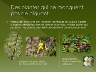 

Parfois, des structures aux fonctions identiques ont évolué à partir
d’organes différents selon les lignées végétales. Ainsi les épines qui
protègent les plantes des herbivores résultent de la transformation :

caragana brevispina, origine
des épines : rachis d’une feuille

rosa omeiensi,
origine des épines :
épiderme

 