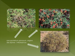 sarcopoterium spinosum, origine
des épines : infloresence

 
