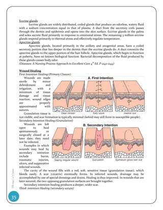 Eccrine glands
                            Eccrine glands are widely distributed, coiled glands that produce an odorless, watery fluid
                    with a sodium concentration equal to that of plasma. A duct from the secretory coils passes
                    through the dermis and epidermis and opens into the skin surface. Eccrine glands in the palms
                    and soles secrete fluid primarily in response to emotional stress. The remaining 3 million eccrine
                    glands respond primarily to thermal stress and effectively regulate temperature.
                    Apocrine glands
                            Apocrine glands, located primarily in the axillary and anogenital areas, have a coiled
                    secretory portion that lies deeper in the dermis than the eccrine glands do. A duct connects the
                    apocrine glands to the upper portion of the hair follicle. Apocrine glands, which begin to function
                    at puberty, have no known biological function. Bacterial decomposition of the fluid produced by
                    these glands causes body odor.
                    (Diseases: A Nursing Process Approach to Excellent Care 4th Ed. P 1242-1244)

                    Wound Healing
                    First Intention Healing (Primary Closure)
                         Wounds are made
                    sterile     by      minor
                    debridement             and
                    irrigation,     with       a
                    minimum of tissue
                    damage       and     tissue
                    reaction; wound edges
                    are               properly
                    approximated           with
                    sutures.
                         Granulation tissue is
                    not visible, and scar formation is typically minimal (keloid may still form in susceptible people).
                    Secondary Intention Healing (Granulation)
                         Wounds are left
                    open        to        heal
                    spontaneously           or
                    surgically closed at a
                    later date; they need
                    not be infected.
                         Examples in which
                    wounds may heal by
                    secondary      intention
                    include            burns,
                    traumatic        injuries,
                    ulcers, and suppurative
                    infected wounds.
HS 194 | 1/7/2010




                         The cavity of the wound fills with a red, soft, sensitive tissue (granulation tissue), which
                    bleeds easily. A scar (cicatrix) eventually forms. In infected wounds, drainage may be
                    accomplished by use of special dressings and drains. Healing is thus improved. In wounds that are
                    later sutured, the two opposing granulation surfaces are brought together.
                         Secondary intention healing produces a deeper, wider scar.
                    Third- intention Healing (secondary suture)


35
 
