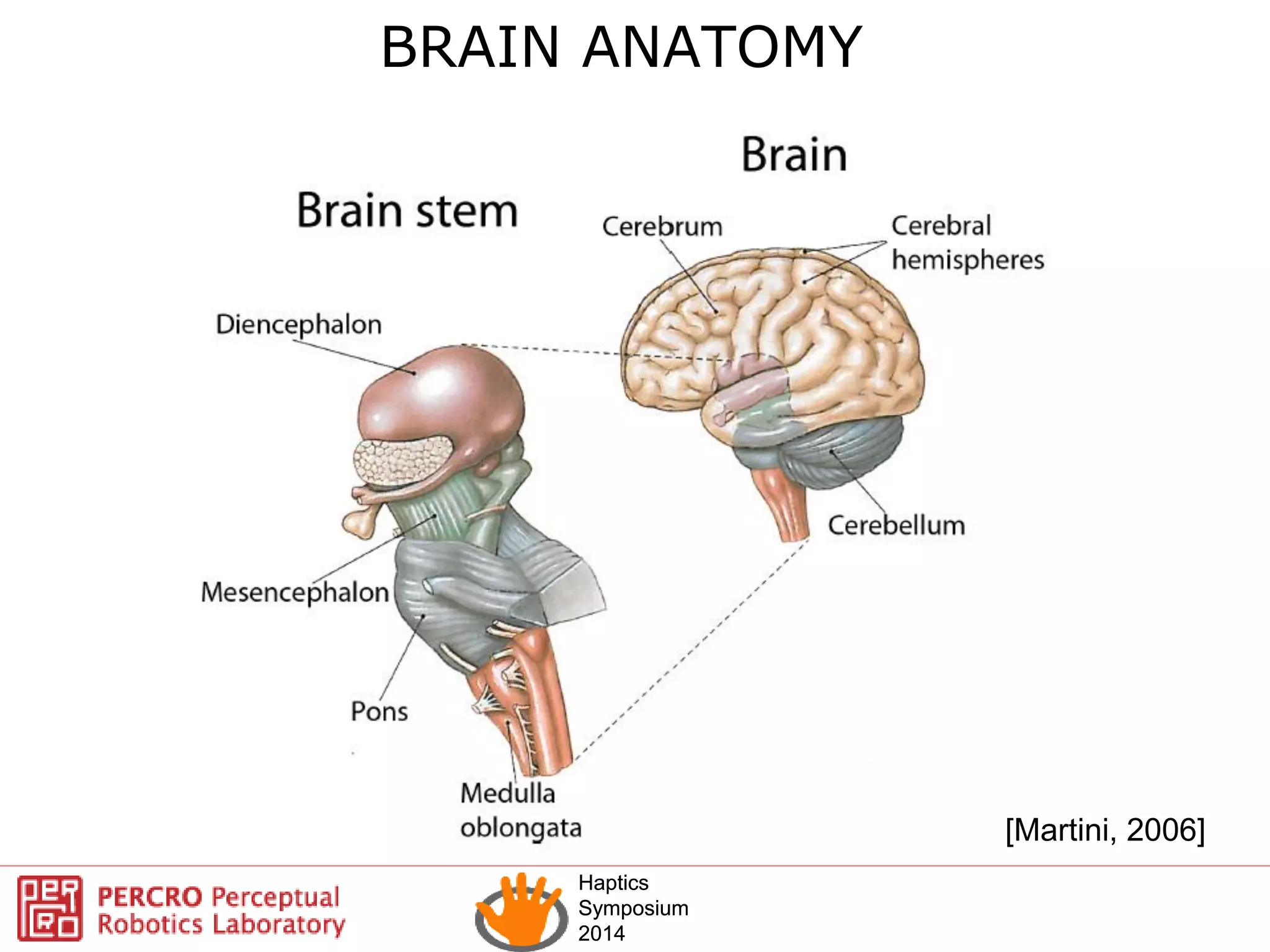 Haptics
Symposium
2014
Haptics
Symposium
2014
BRAIN ANATOMY
[Martini, 2006]
 