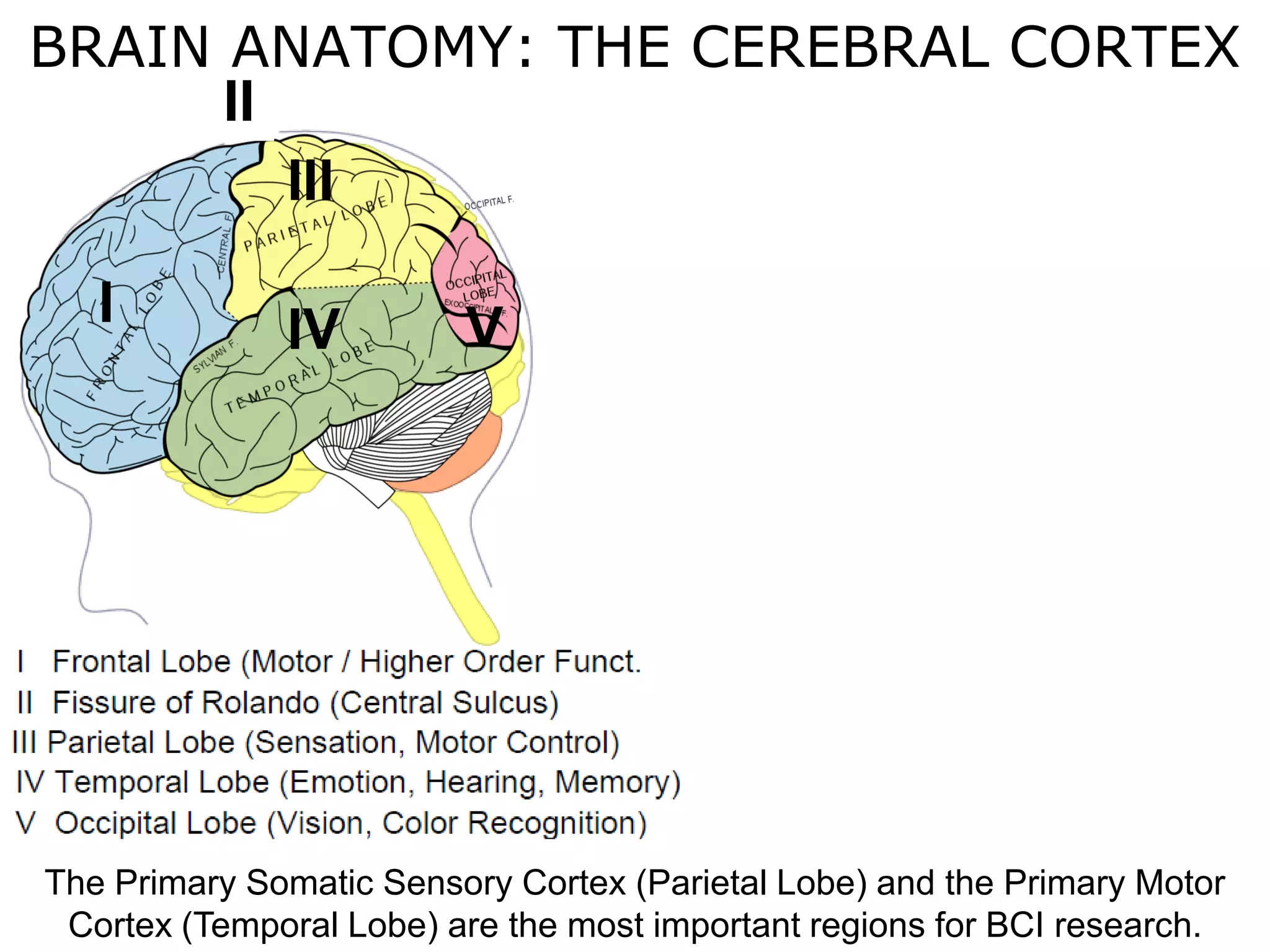 Haptics
Symposium
2014
Haptics
Symposium
2014
The Primary Somatic Sensory Cortex (Parietal Lobe) and the Primary Motor
Cortex (Temporal Lobe) are the most important regions for BCI research.
I
III
IV V
II
BRAIN ANATOMY: THE CEREBRAL CORTEX
 