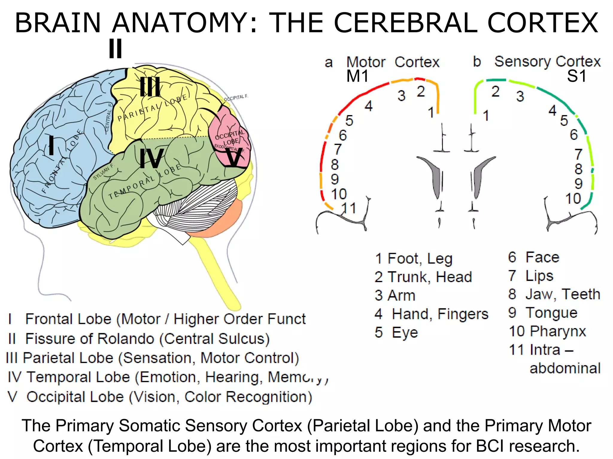 Haptics
Symposium
2014
Haptics
Symposium
2014
The Primary Somatic Sensory Cortex (Parietal Lobe) and the Primary Motor
Cortex (Temporal Lobe) are the most important regions for BCI research.
I
III
IV V
II
BRAIN ANATOMY: THE CEREBRAL CORTEX
M1 S1
 