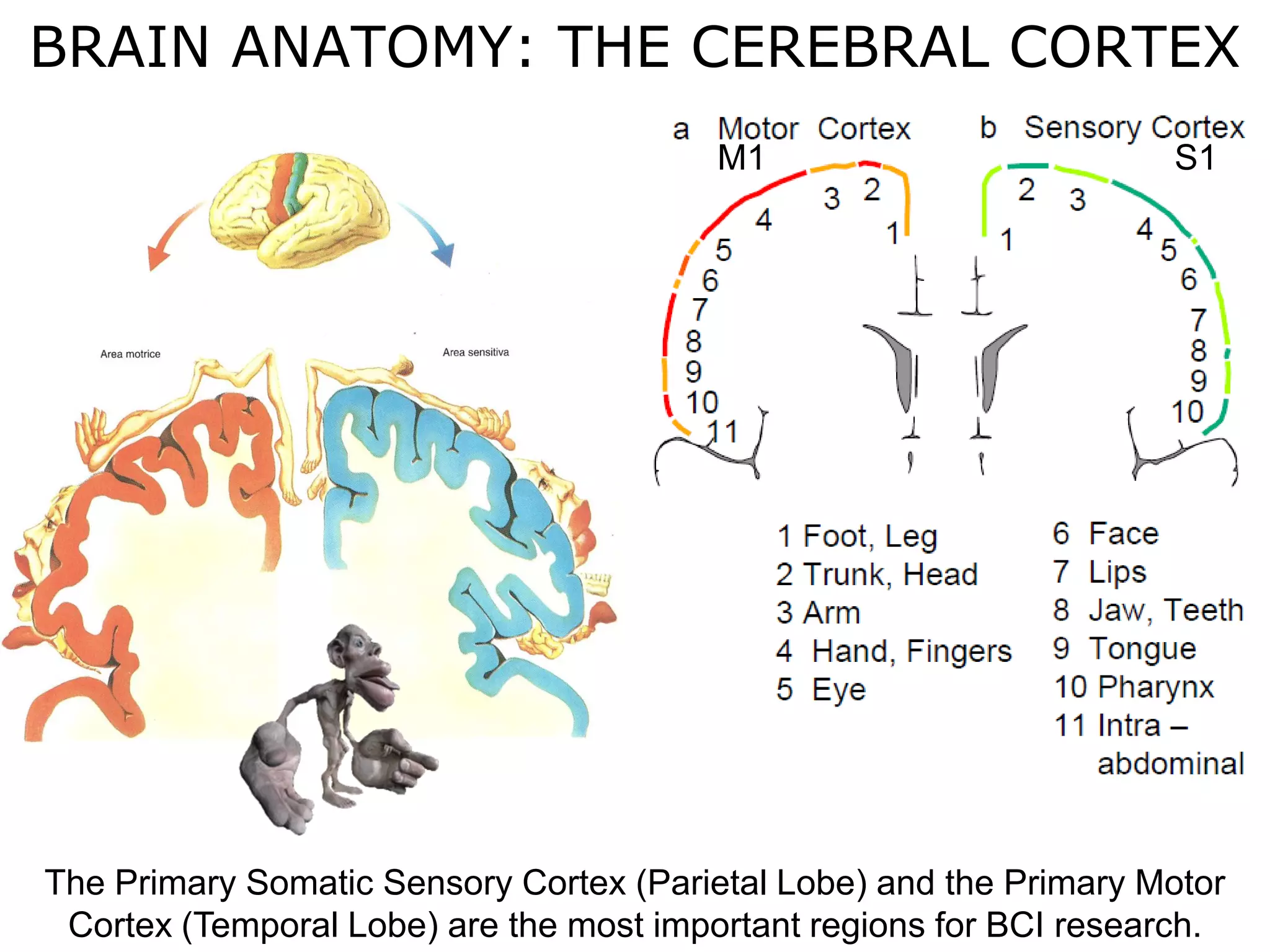 Haptics
Symposium
2014
Haptics
Symposium
2014
The Primary Somatic Sensory Cortex (Parietal Lobe) and the Primary Motor
Cortex (Temporal Lobe) are the most important regions for BCI research.
I
III
IV V
II
BRAIN ANATOMY: THE CEREBRAL CORTEX
M1 S1
 