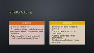 VESTIGIALES (2) 
Teratomas 
•Grasa en inmaduros 
•En maduros fluido y calcificaciones 
•Poco frecuentes, se ubican en área 
pelviana 
•Adenocarcinoma que se puede 
originar de teratoma maligno 
Cordomas 
•Remanentes de la notocorda 
primitiva 
•Crece en región sacra y lo 
destruyen 
•Aspecto gelatinoso y mal 
delimitados, 
•Recidivan con facilidad y dan 
metástasis 
 
