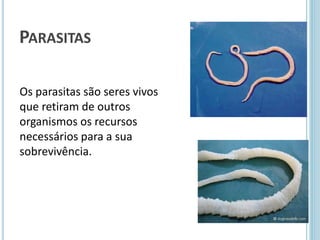 PARASITAS
Os parasitas são seres vivos
que retiram de outros
organismos os recursos
necessários para a sua
sobrevivência.
 