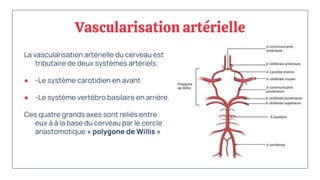 Vascularisation artérielle
La vascularisation artérielle du cerveau est
tributaire de deux systèmes artériels:
● -Le système carotidien en avant
● -Le système vertébro basilaire en arrière.
Ces quatre grands axes sont reliés entre
eux à à la base du cerveau par le cercle
anastomotique « polygone de Willis »
 
