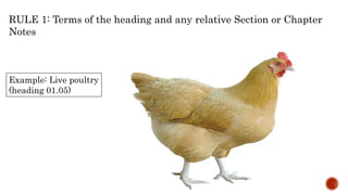 Example: Live poultry
(heading 01.05)
RULE 1: Terms of the heading and any relative Section or Chapter
Notes
 