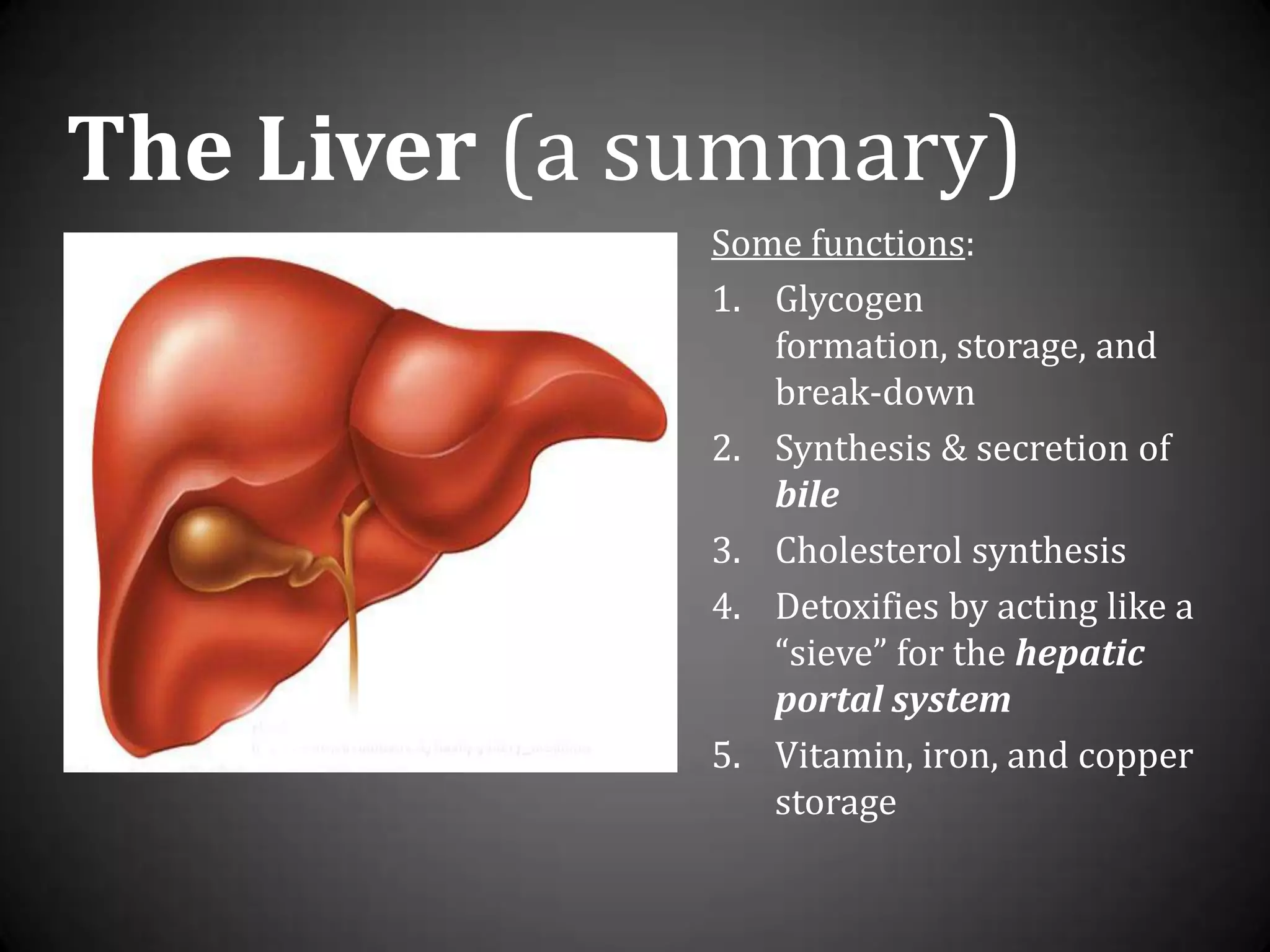 The Liver (a summary)Some functions:Glycogen formation, storage, and break-downSynthesis & secretion of bileCholesterol synthesisDetoxifies by acting like a “sieve” for the hepatic portal systemVitamin, iron, and copper storage