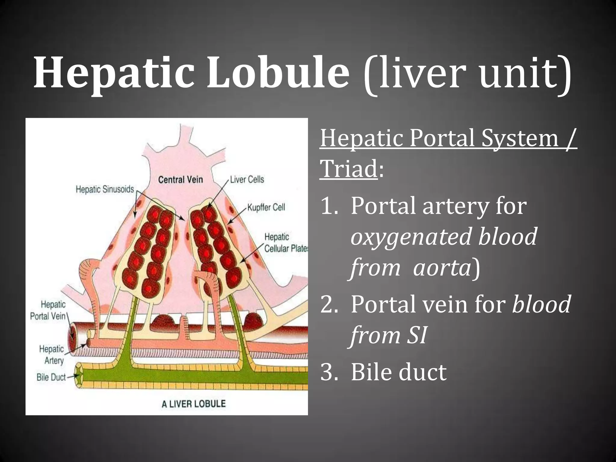 Hepatic Lobule (liver unit)Hepatic Portal System / Triad:Portal artery for oxygenated blood from  aorta)Portal vein for blood from SIBileduct