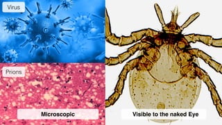 Prions Pathogen Microscope HSC Biology 3.2: Pathogens | PDF
