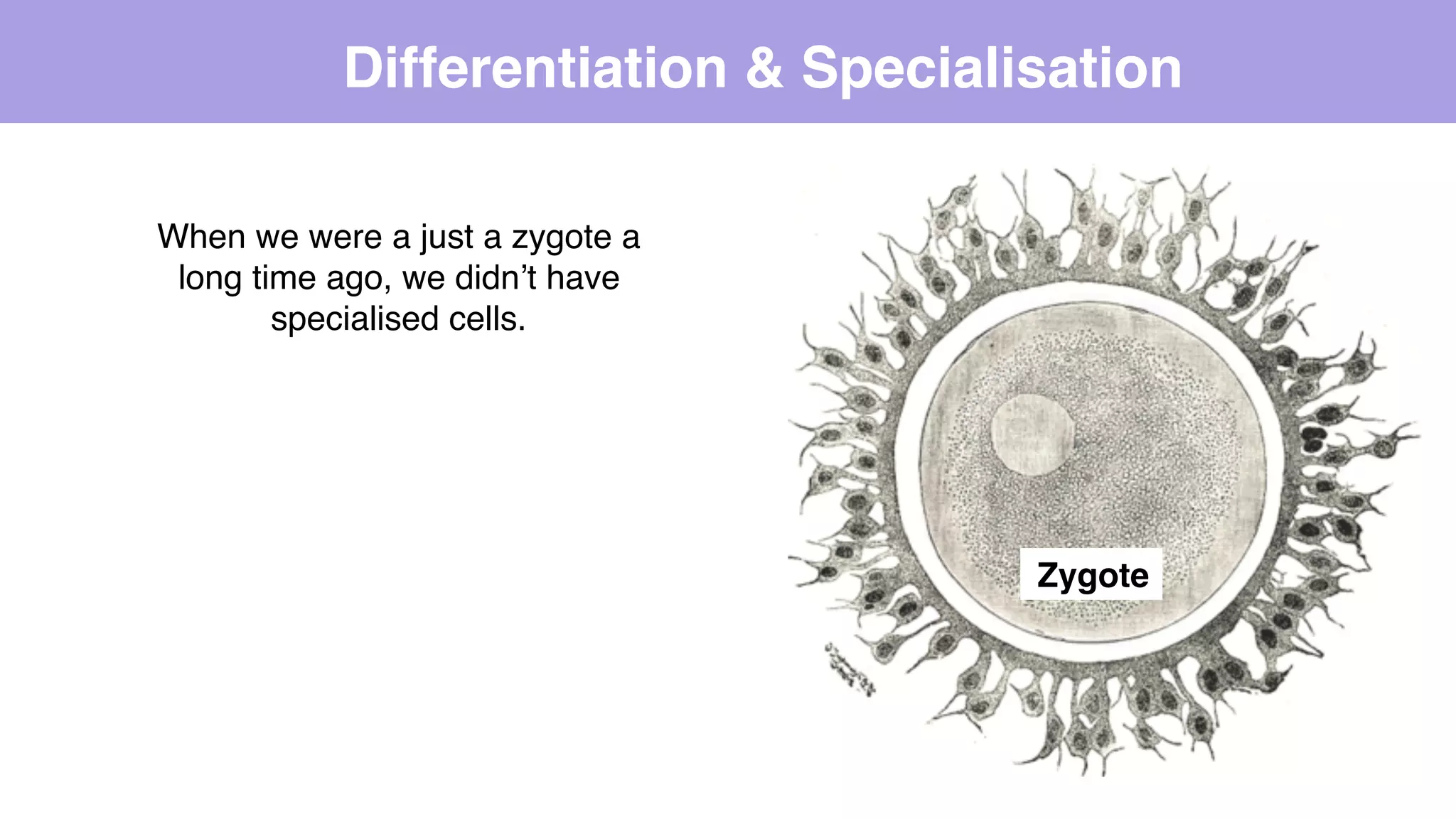 Hsc biology 3.1: genes, mitosis, cell differentiation and ...