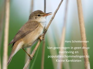 Van geen regen in geen drup:
overleving en
populatieschommelingen bij
Kleine Karekieten
Hans Schekkerman
 