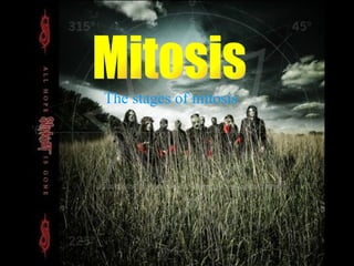 Mitosis The stages of mitosis 