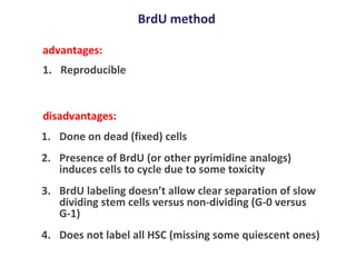 BrdU method Reproducible Done on dead (fixed) cells Presence of BrdU (or other pyrimidine analogs) induces cells to cycle due to some toxicity BrdU labeling doesn’t allow clear separation of slow dividing stem cells versus non-dividing (G-0 versus G-1) Does not label all HSC (missing some quiescent ones) advantages: disadvantages: 