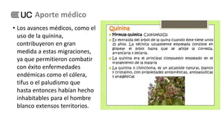 • Los avances médicos, como el
uso de la quinina,
contribuyeron en gran
medida a estas migraciones,
ya que permitieron combatir
con éxito enfermedades
endémicas como el cólera,
tifus o el paludismo que
hasta entonces habían hecho
inhabitables para el hombre
blanco extensos territorios.
Aporte médico
 