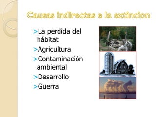 >La perdida del
hábitat
>Agricultura
>Contaminación
ambiental
>Desarrollo
>Guerra
 
