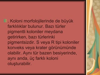 . Koloni morfolojilerinde de büyük
farklılıklar bulunur. Bazı türler
pigmentli koloniler meydana
getirirken, bazı türlerinki
pigmentsizdir. S veya R tipi koloniler
konveks veya krater görünümünde
olabilir. Aynı tür bazen besiyerinde,
aynı anda, üç farklı koloni
oluşturabilir.
 