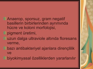 Anaerop, sporsuz, gram negatif
basillerin birbirlerinden ayrımında
hücre ve koloni morfolojisi,
pigment üretimi,
uzun dalga ultraviole altında floresans
verme,
bazı antibakteriyel ajanlara dirençlilik
ve
biyokimyasal özelliklerden yararlanılır
 