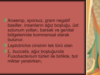 Anaerop, sporsuz, gram negatif
basiller, insanların ağız boşluğu, üst
solunum yolları, barsak ve genital
bölgelerinde kommensal olarak
bulunur.
Leptotrichia cinsinin tek türü olan
L. buccalis, ağız boşluğunda
Fusobacterium türleri ile birlikte, bol
miktar yeralırken;
 