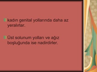 kadın genital yollarında daha az
yeralırlar.

Üst solunum yolları ve ağız
boşluğunda ise nadirdirler.
 