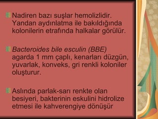 Nadiren bazı suşlar hemolizlidir.
Yandan aydınlatma ile bakıldığında
kolonilerin etrafında halkalar görülür.

Bacteroides bile esculin (BBE)
agarda 1 mm çaplı, kenarları düzgün,
yuvarlak, konveks, gri renkli koloniler
oluşturur.

Aslında parlak-sarı renkte olan
besiyeri, bakterinin eskulini hidrolize
etmesi ile kahverengiye dönüşür
 