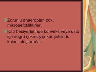 Zorunlu anaeroptan çok,
mikroaefofiliktirler.
Katı besiyerlerinde konveks veya üstü
içe doğru çökmüş çukur şeklinde
koloni oluştururlar.
 