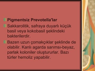 Pigmentsiz Prevotella'lar
Sakkarolitik, safraya duyarlı küçük
basil veya kokobasil şeklindeki
bakterilerdir.
Bazen uzun çomakçıklar şeklinde de
olabilir. Kanlı agarda sarımsı-beyaz,
parlak koloniler oluştururlar. Bazı
türler hemoliz yapabilir.
 