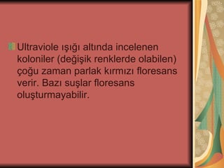 Ultraviole ışığı altında incelenen
koloniler (değişik renklerde olabilen)
çoğu zaman parlak kırmızı floresans
verir. Bazı suşlar floresans
oluşturmayabilir.
 